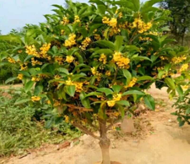 金桂花树苗