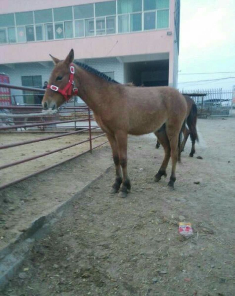 矮马100~200kg