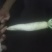 白萝卜1.5~2斤起