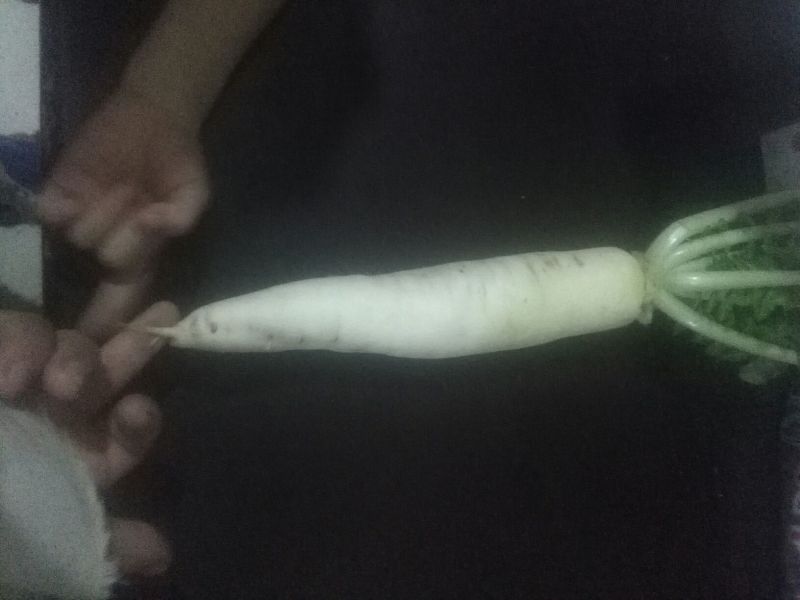 白萝卜1.5~2斤起