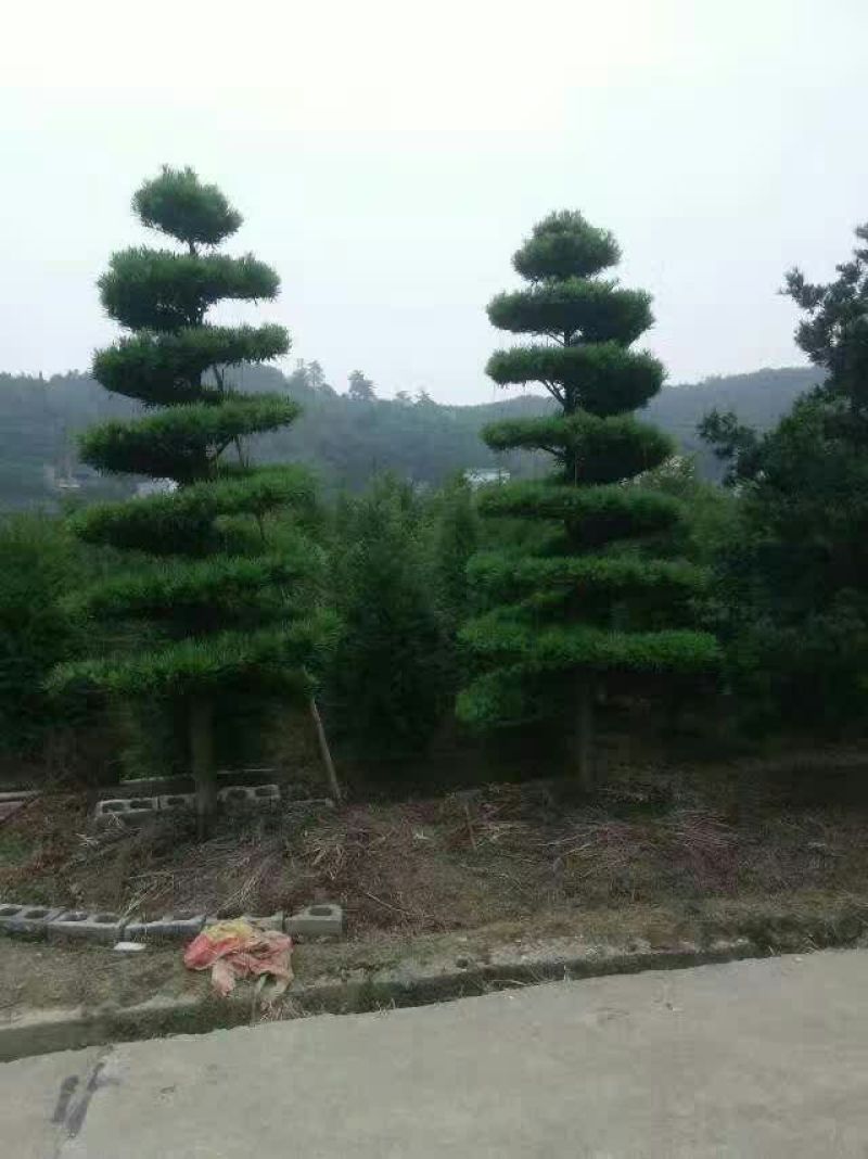 造型松14公分