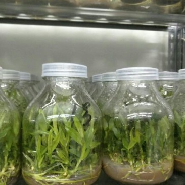 铁皮石斛组培瓶苗雁荡山红杆软脚品种