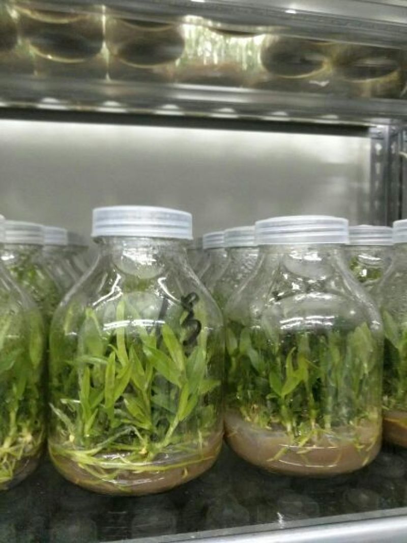 铁皮石斛组培瓶苗雁荡山红杆软脚品种