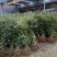 桂花树1米以下2cm以下0.5米以下