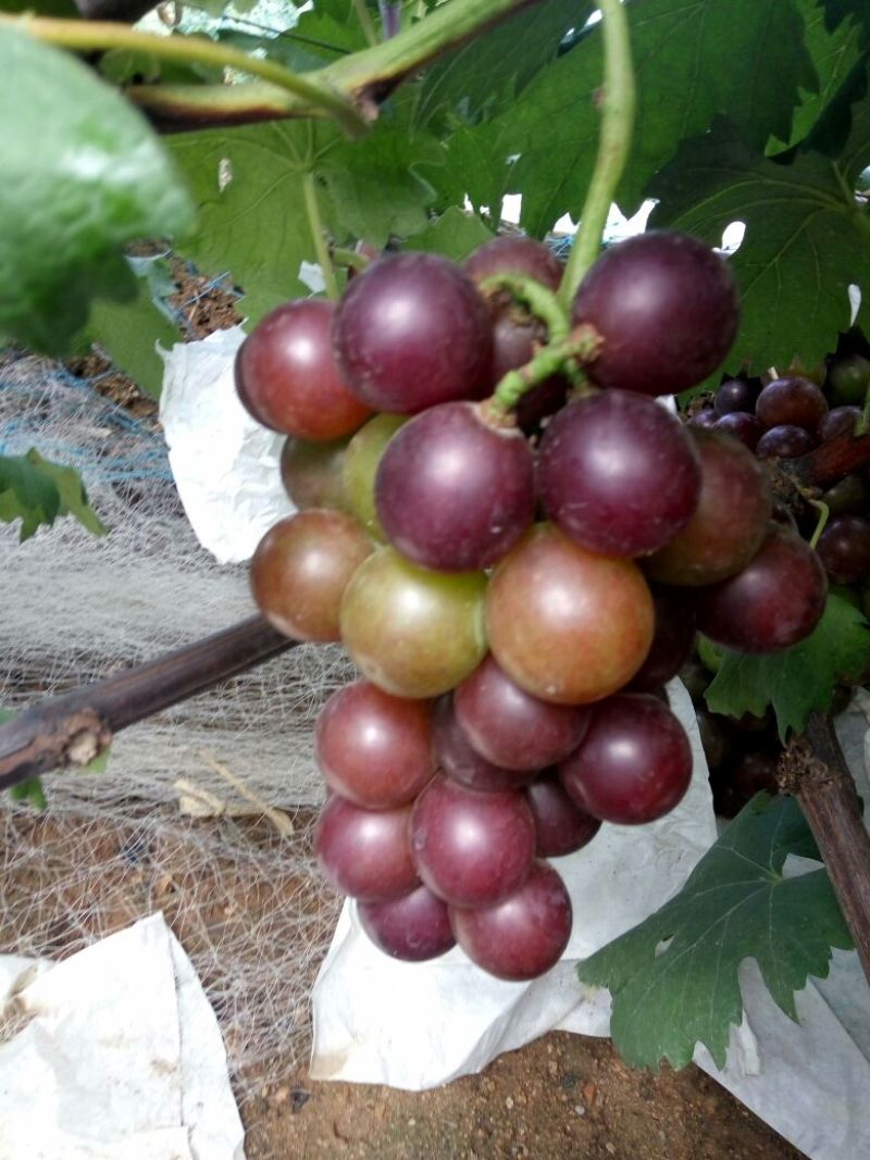 葡萄苗1年30~50cm