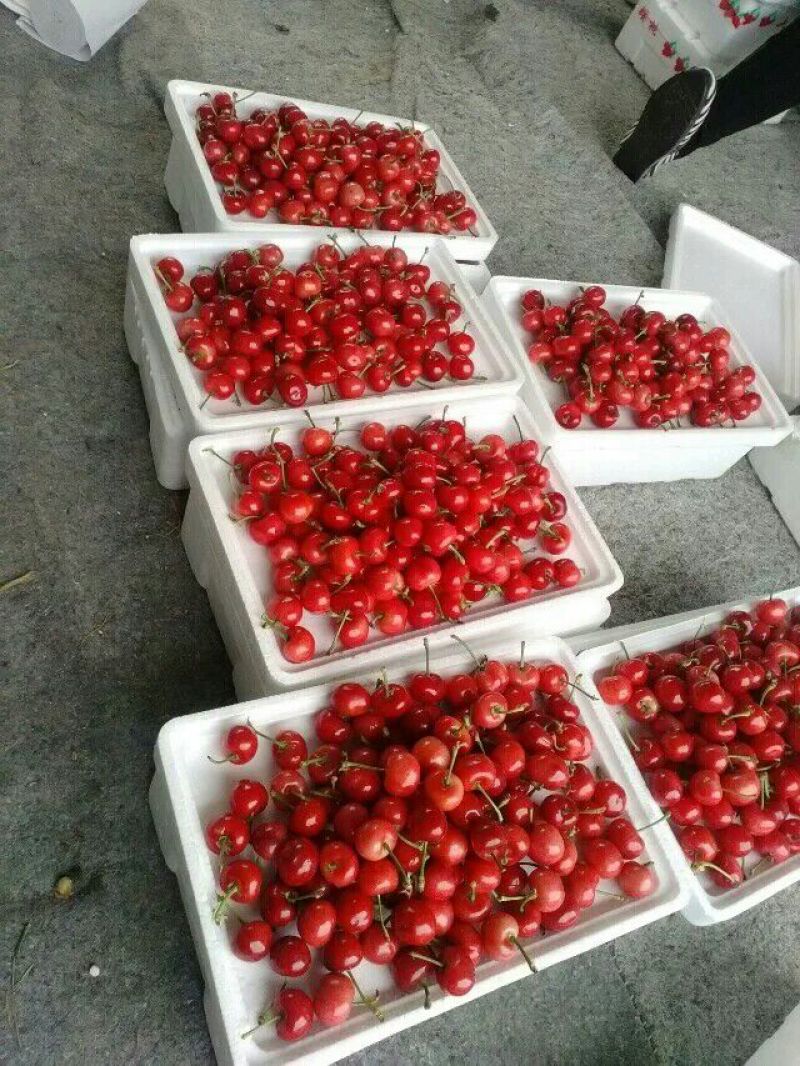 樱桃