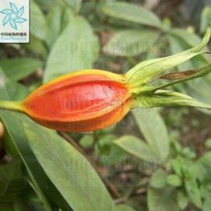 惠州东景农贸黄栀子批发_艳芳供应_一亩田农