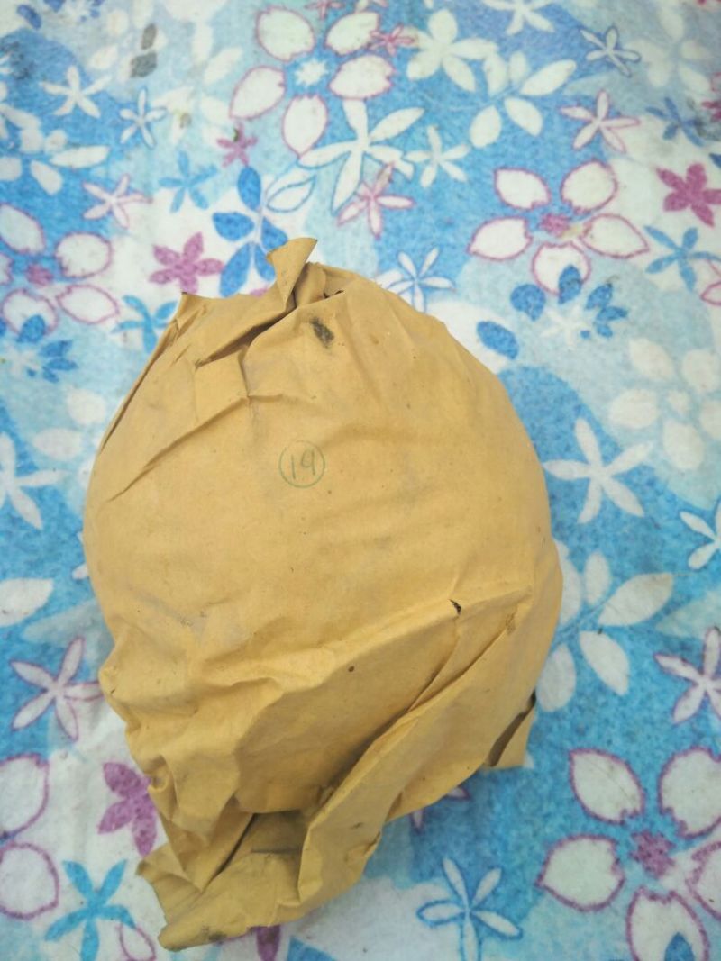 晚秋黄梨600g以上纸袋