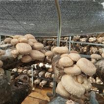 808香菇2%春袋菇3.5cm以上