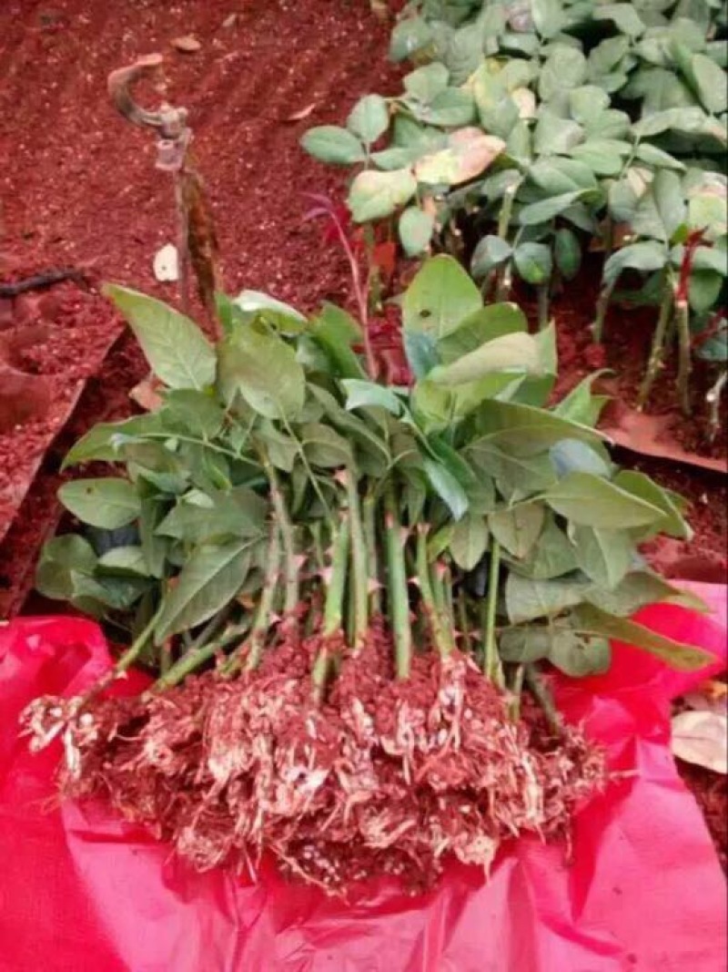 玫瑰盆花，自家种植园，大量出货中，保存活，可做技术指导
