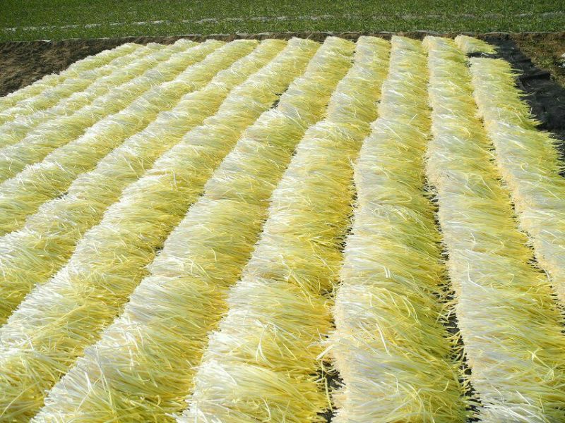 韭黄头茬30~40公分