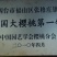 美早樱桃20mm以上