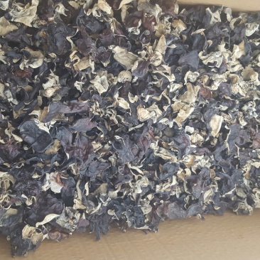 毛木耳一级