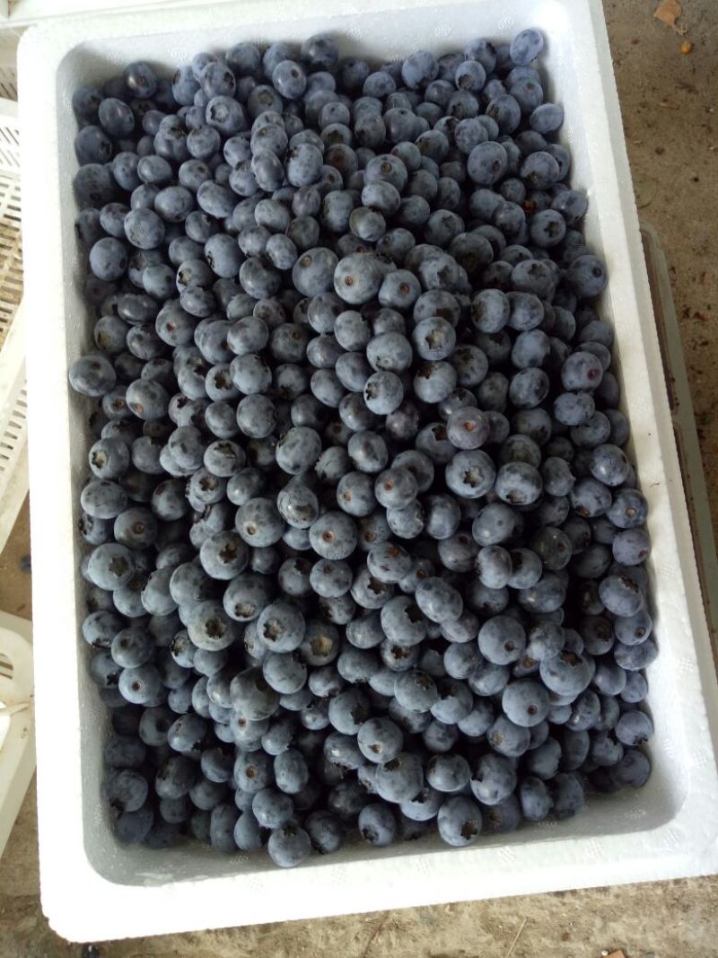 北陆蓝莓鲜果10~12mm以上