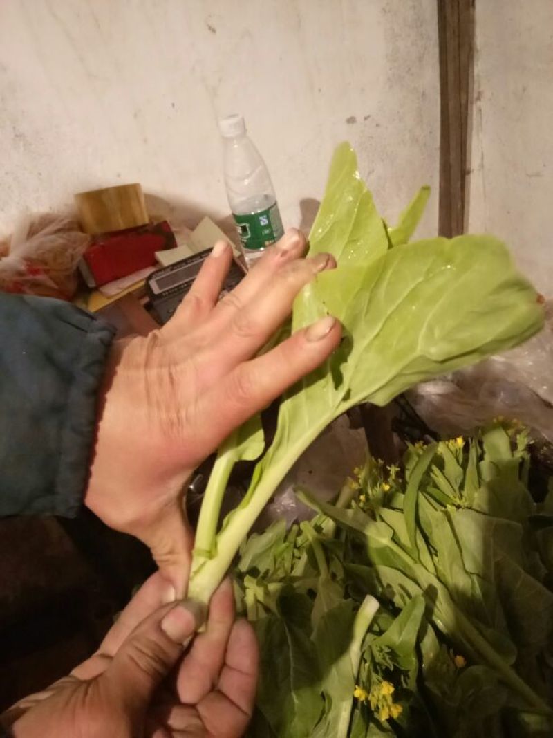 红菜苔10~15厘米