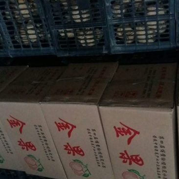 晚秋黄梨250~300g纸袋