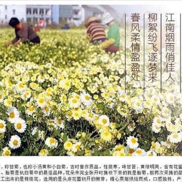 杭州白菊