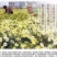 杭州白菊