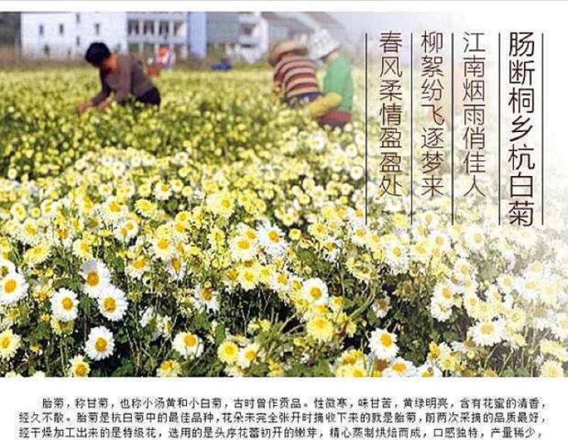 杭州白菊