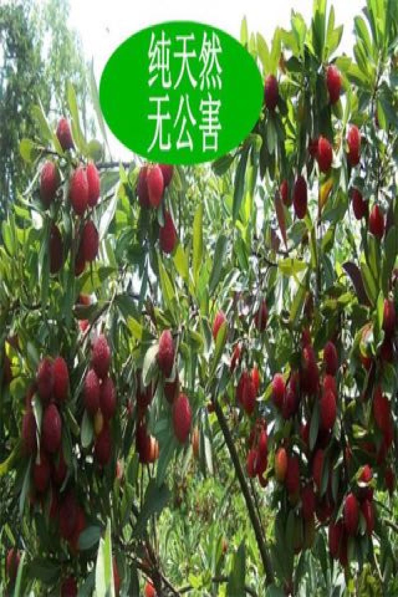 仙居杨梅2.5~3cm