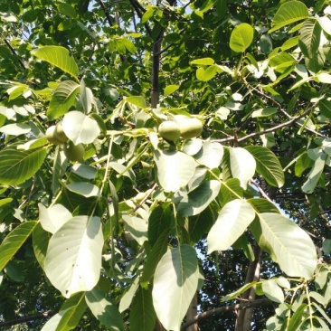 核桃楸皮