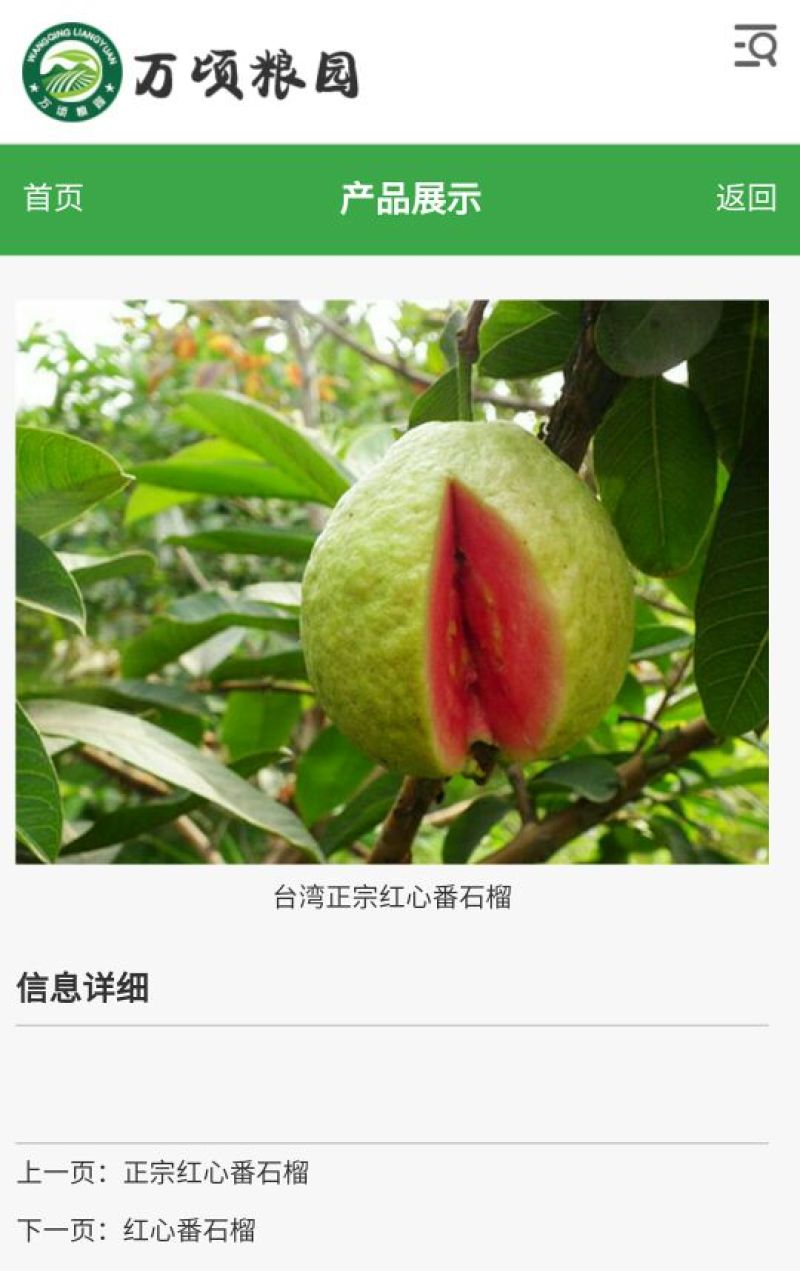 番石榴苗30cm以下