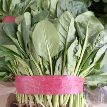 大叶菠菜25~30厘米