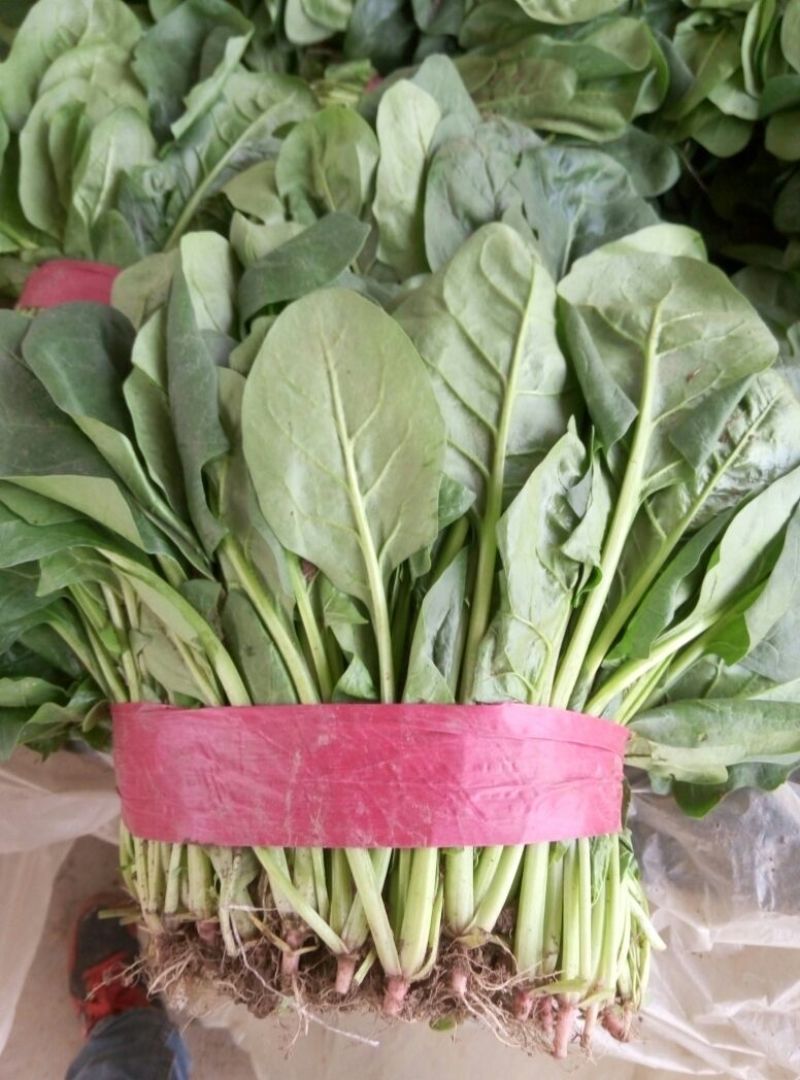 大叶菠菜25~30厘米