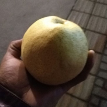 酥梨250~300g光果