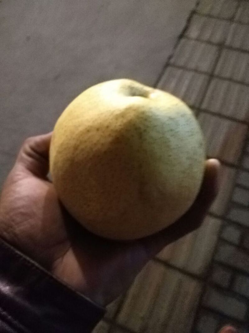 酥梨250~300g光果