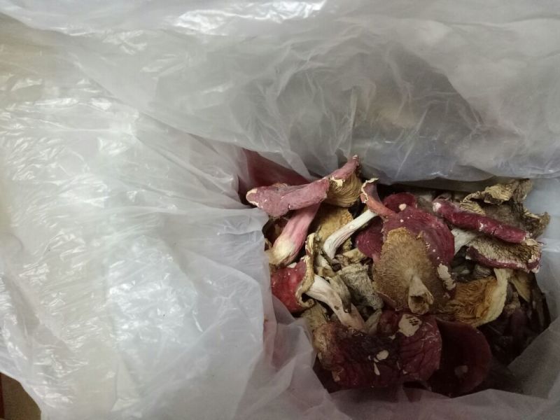 红菇0.1%1%一级5~8cm