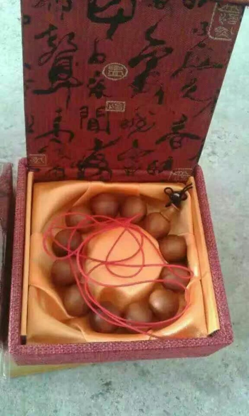红豆杉树桩15~20cm