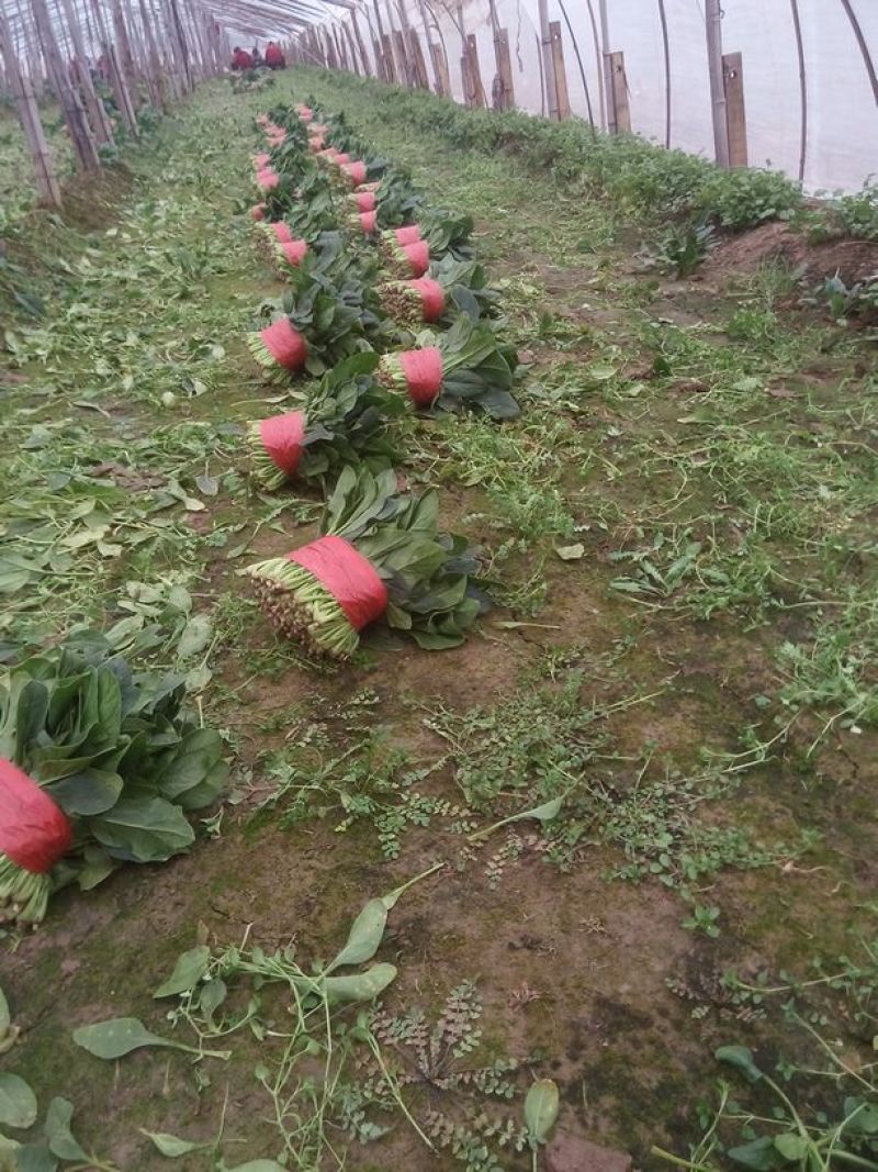 大叶菠菜20~25厘米