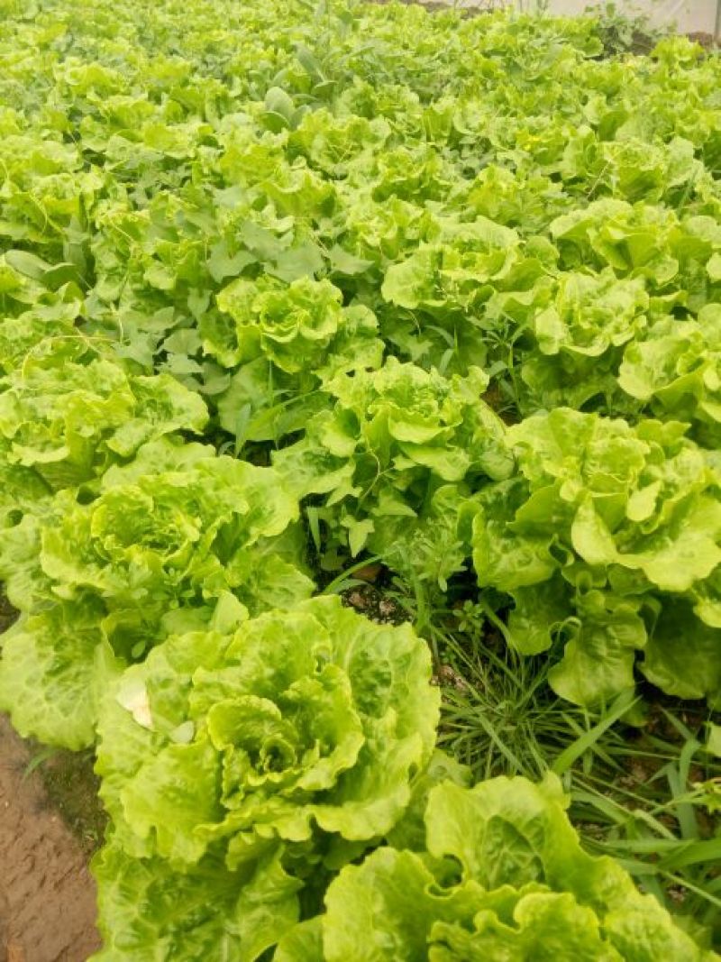 【推荐】南通一级精品生菜意大利生菜高端品质基地直供