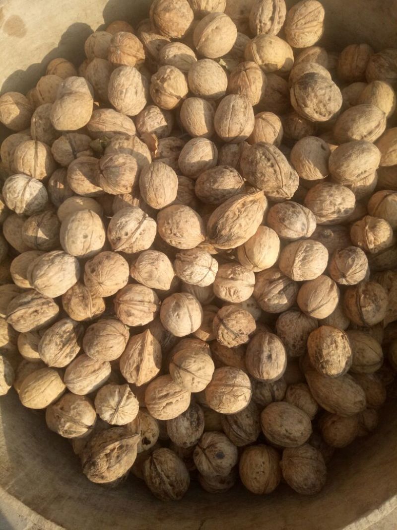 薄皮核桃去皮干