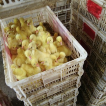 鹅苗250g