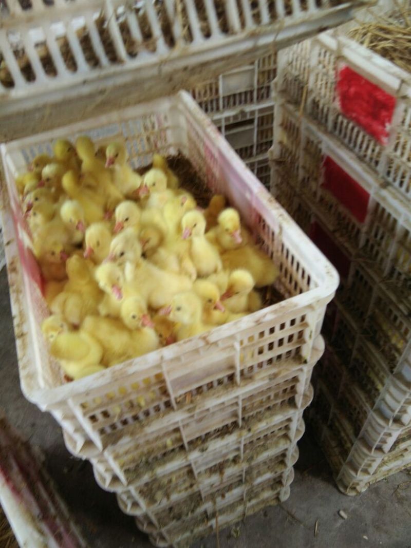 鹅苗250g