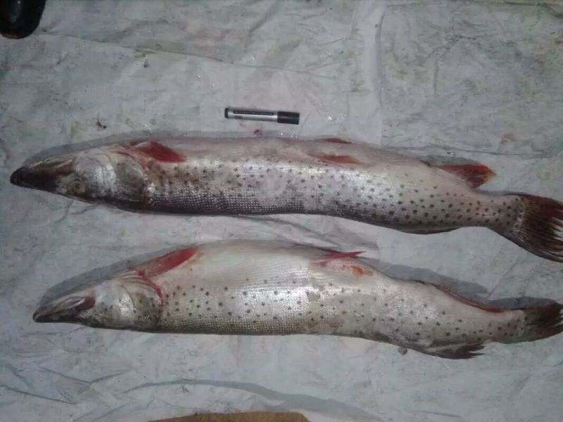 鲫鱼食用