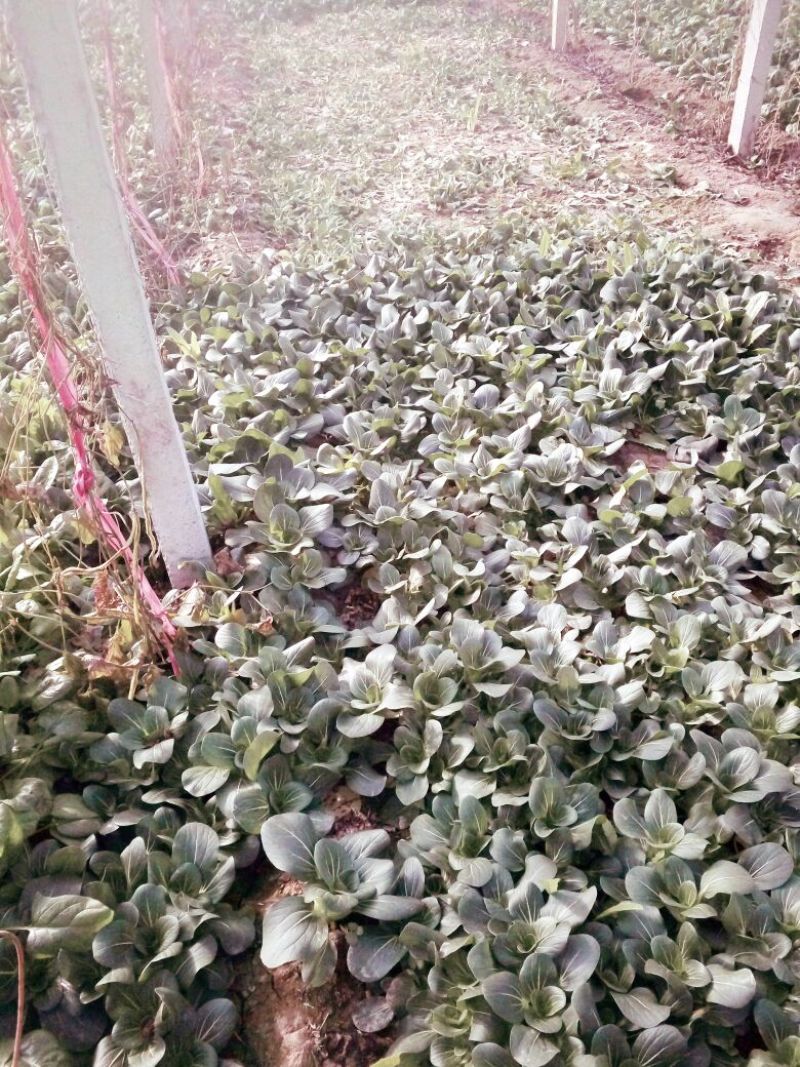 黑叶菠菜10~15厘米