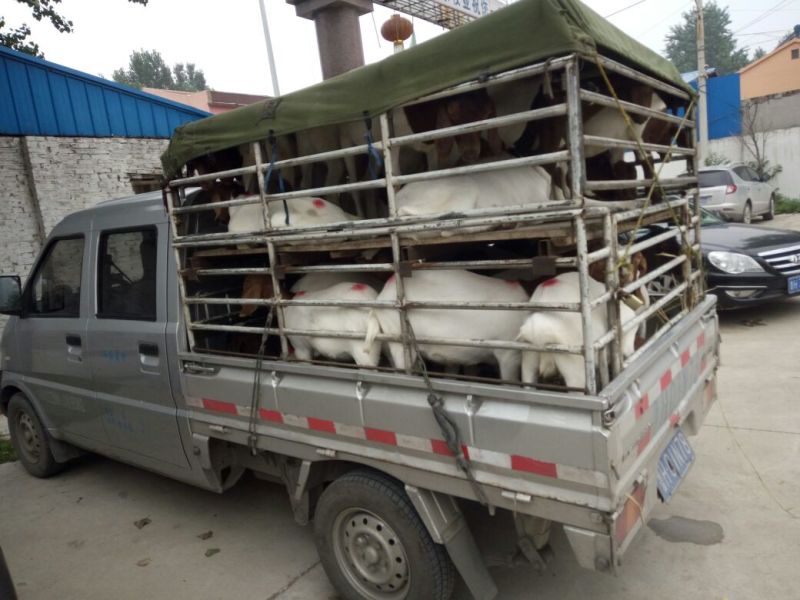 育肥牛犊100~200kg