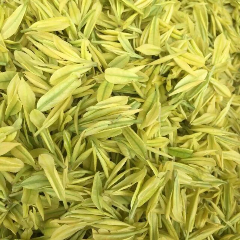 本山茶一级