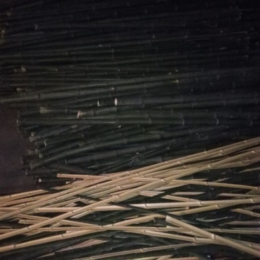 绿竹10~11m