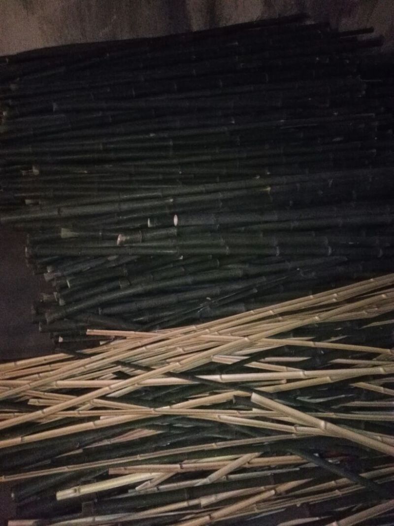 绿竹10~11m