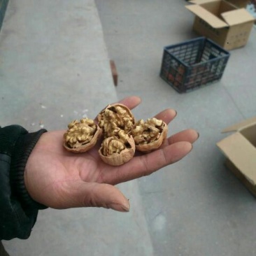 薄皮核桃去皮干