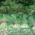 小白菜20cm以上颗均匀颜色绿耐运输
