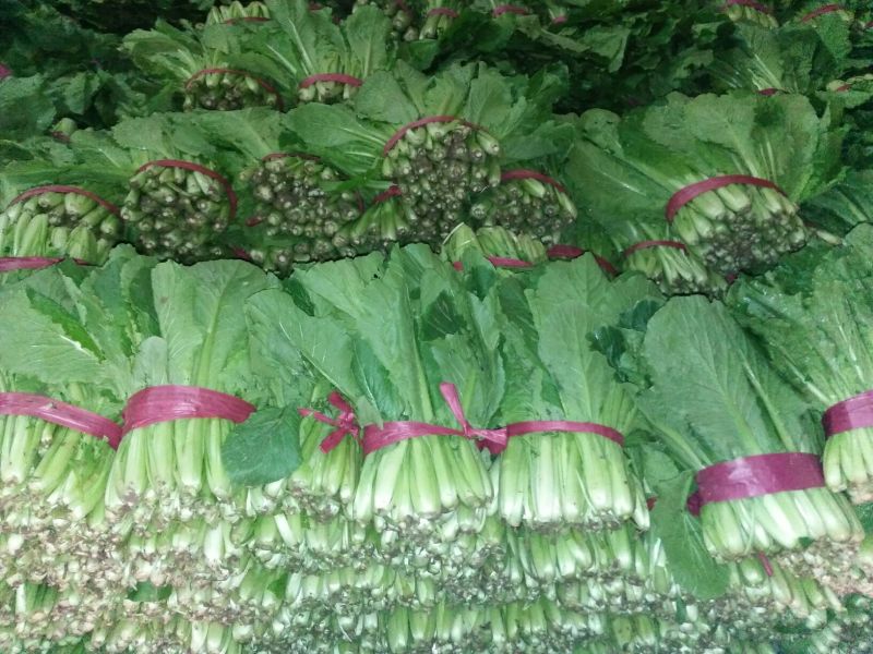 小白菜20cm以上颗均匀颜色绿耐运输
