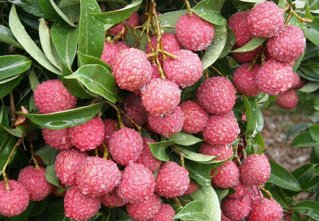 白糖罂荔枝全国_批发_供应-一亩田农业网_专业