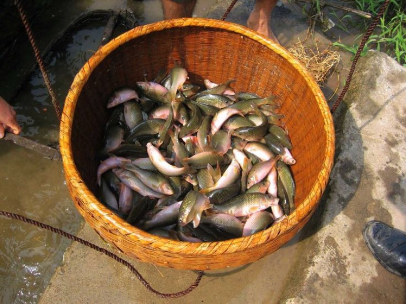 鲤鱼干