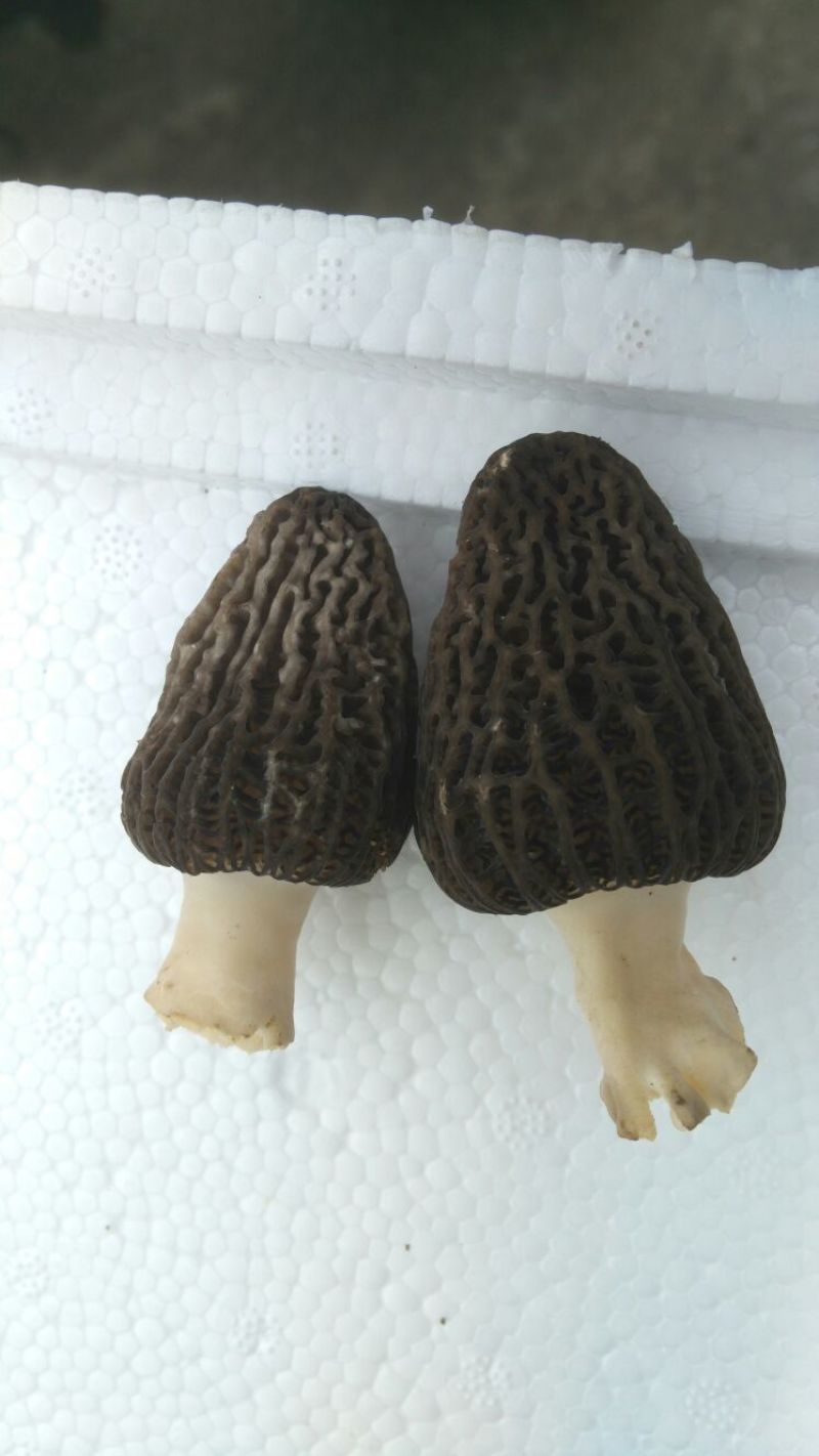 鲜羊肚菌一级品