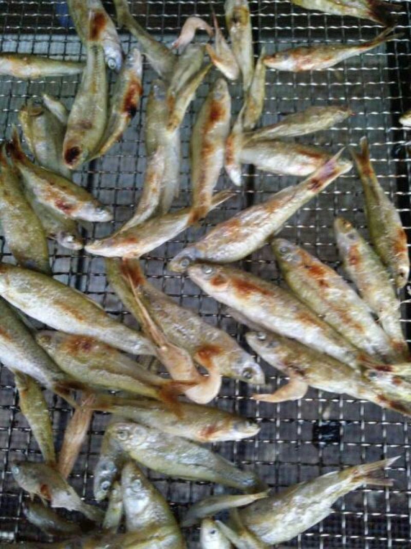 麦穗鱼